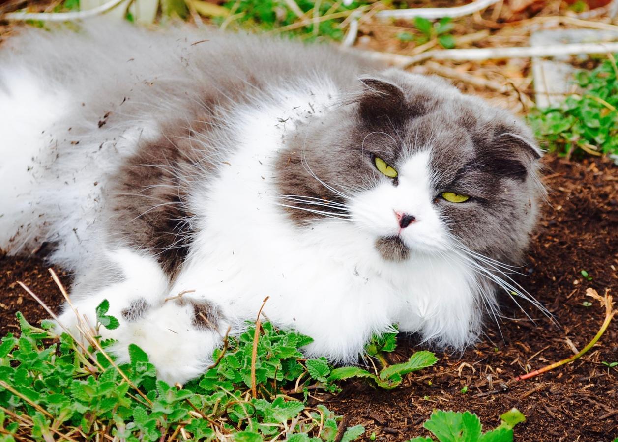 Mt Fuji Cat&Dog&Spa Pension Blue Poppy Fujikawaguchiko Exteriör bild