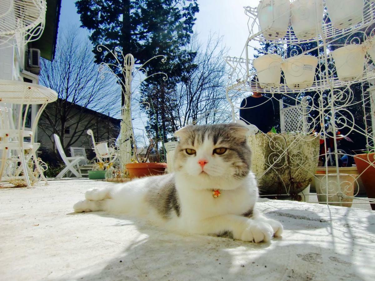 Mt Fuji Cat&Dog&Spa Pension Blue Poppy Fujikawaguchiko Exteriör bild